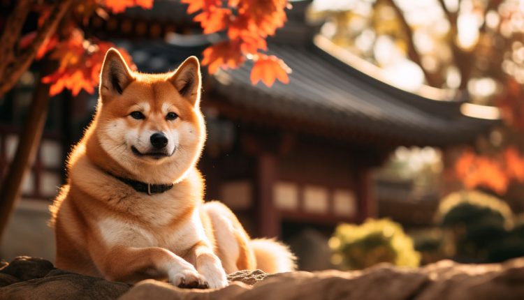 jaapani akita inu