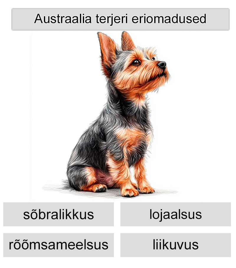 austraalia terjeri eriomadused