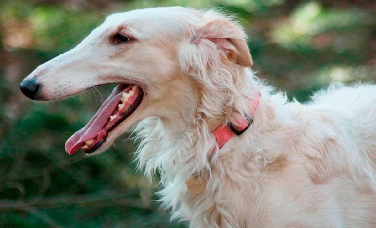 vene hurt borzoi