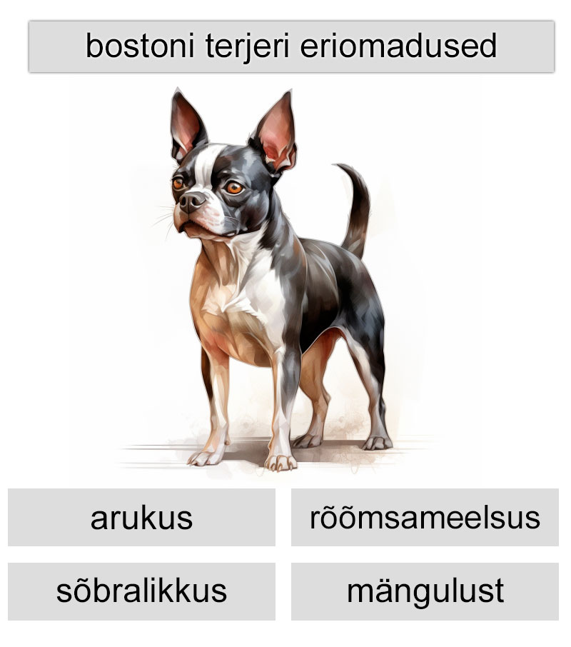 bostoni terjeri eriomadused