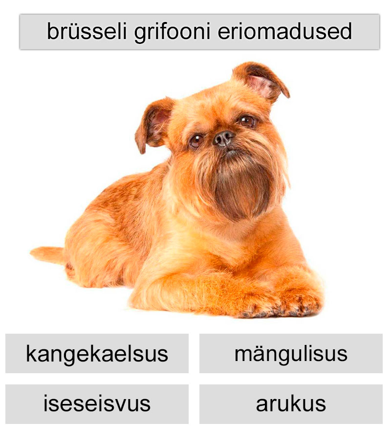 brüsseli grifooni eriomadused