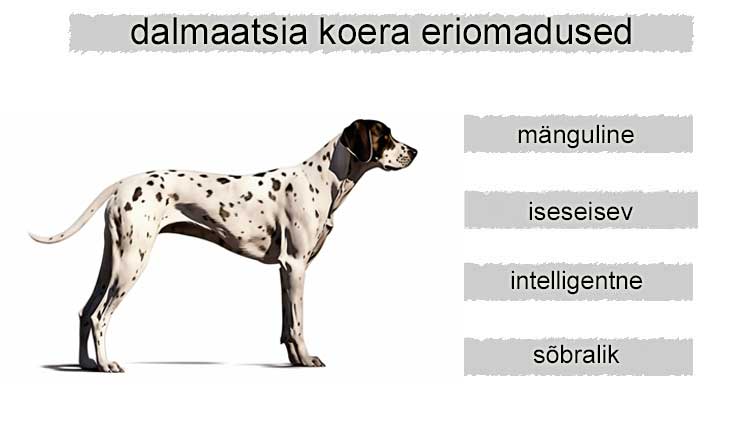 dalmaatsia koer