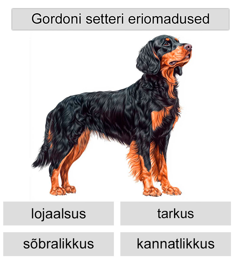 gordoni setteri eriomadused