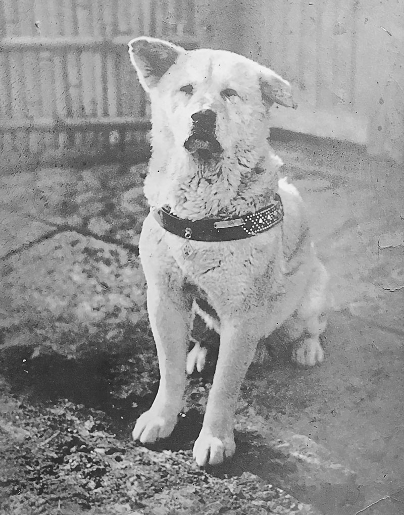 hachiko koer