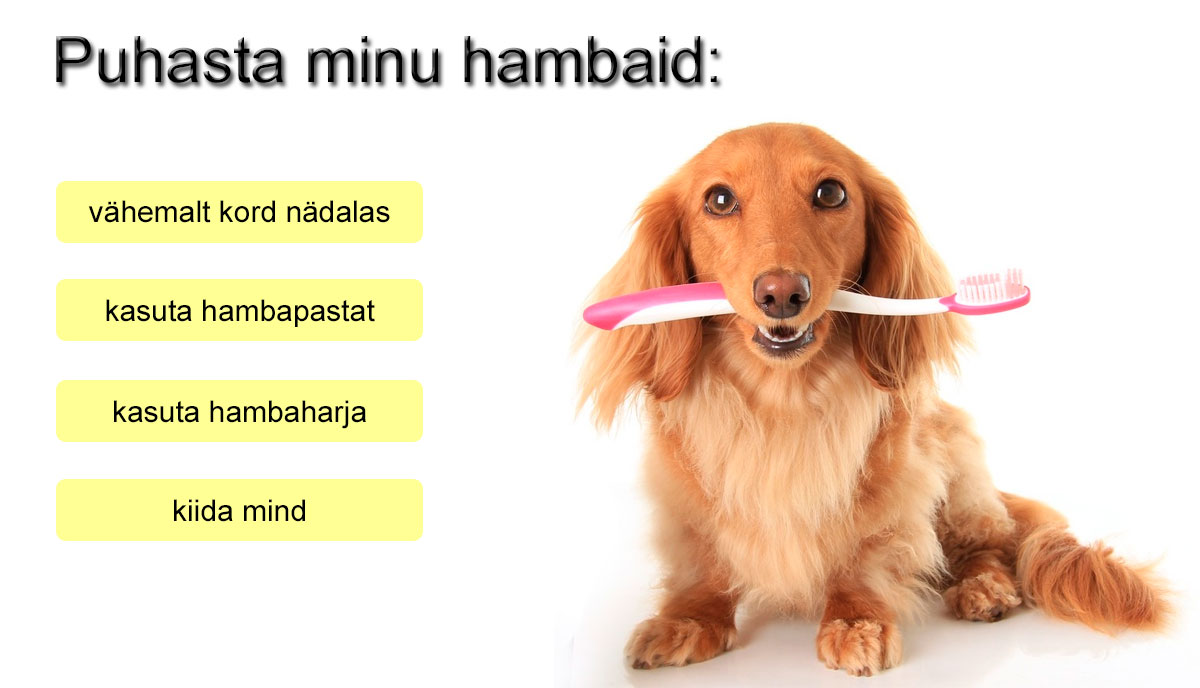 koerte hammaste puhastamis reeglid