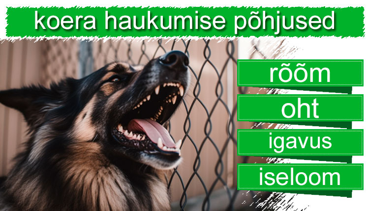 koerte haukumise põhjused