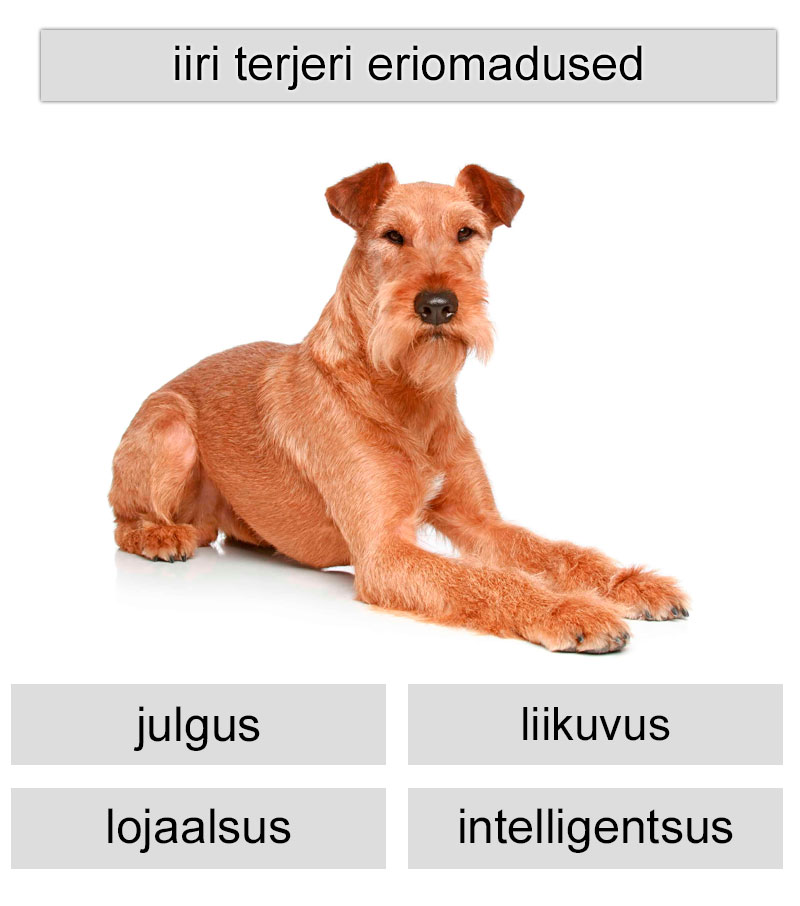 iiri terjeri eriomadused