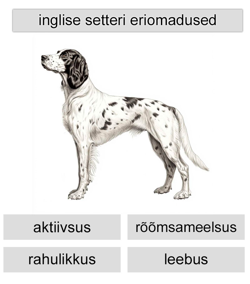 inglise setteri eriomadused