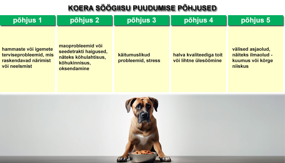koer ei söö