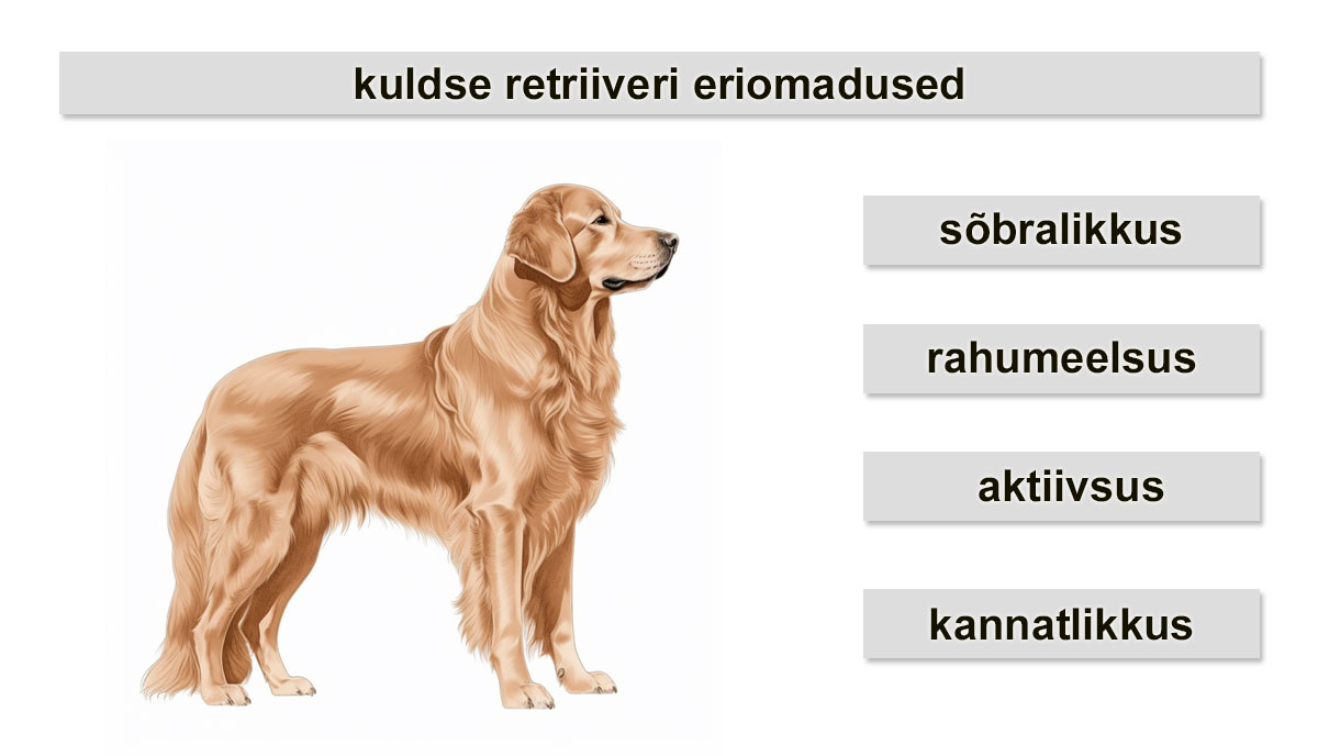 kuldse retriiveri eriomadused