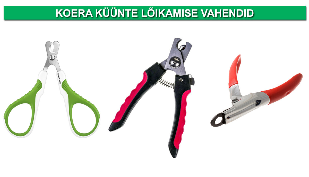 koera küünte lõikamise vahendid