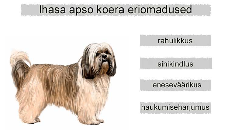 lhasa apso eriomadused