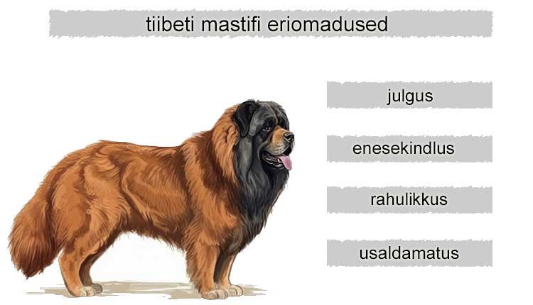 tiibeti mastifi eriomadused