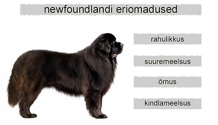 newfoundlandi koera eriomadused
