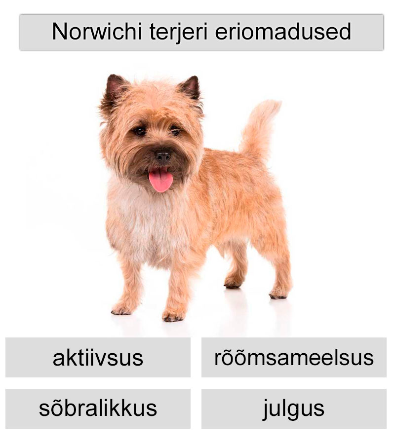 norwichi terjeri eriomadused