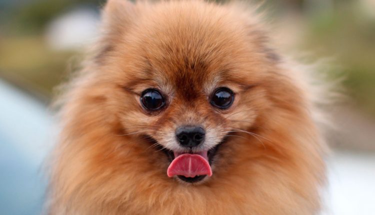 pomeranian kääbusspits