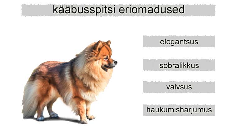 kääbusspitsi eriomadused