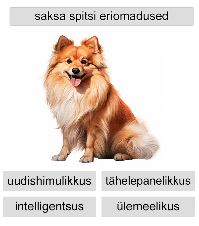 saksa spitsi eriomadused