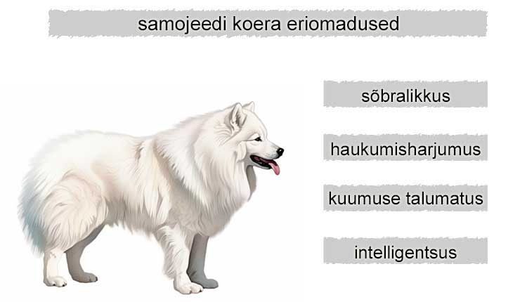 samojeedi koera eriomadused