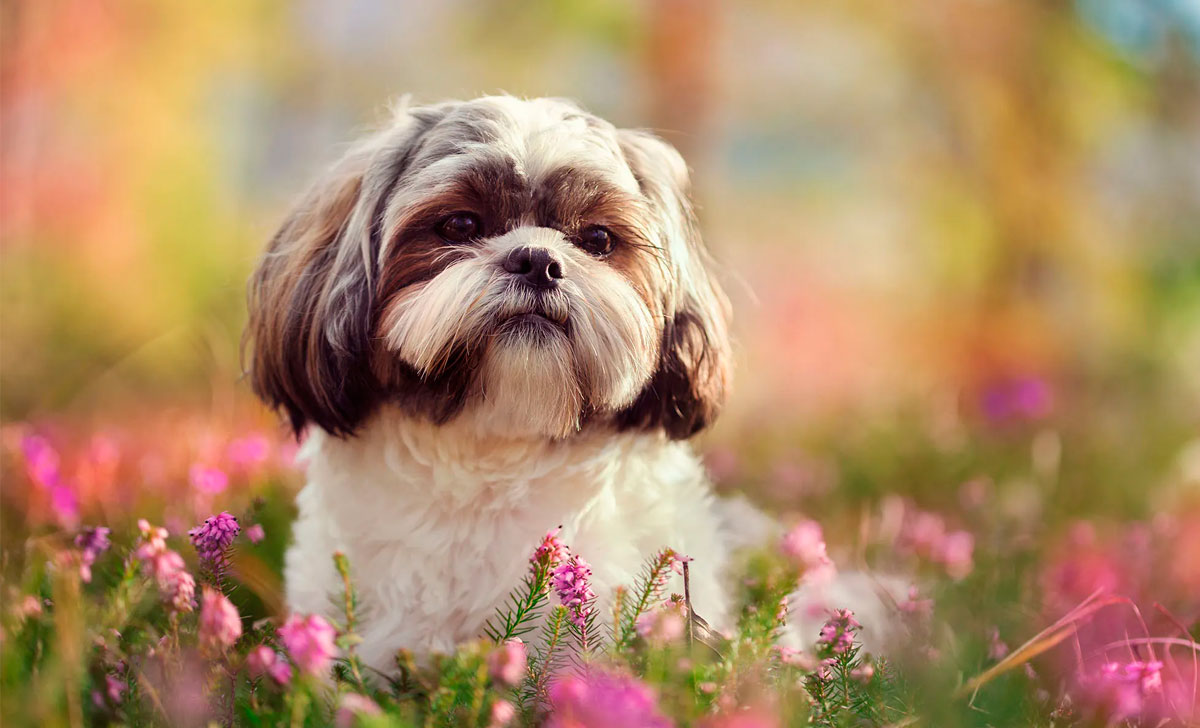 shih tzu