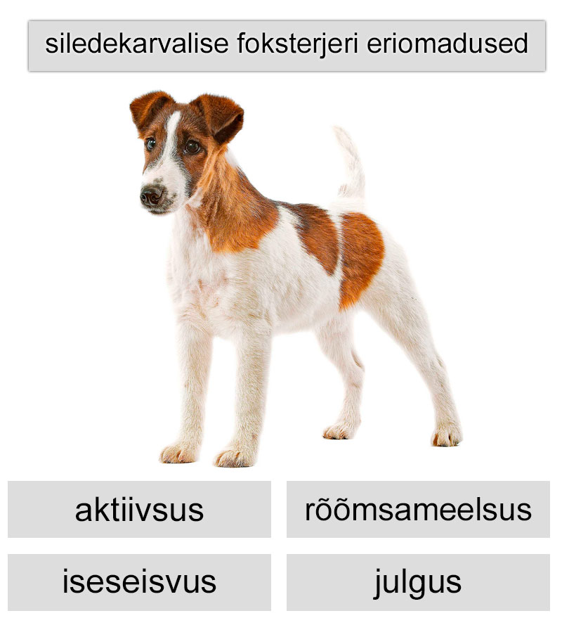 siledekarvalise terjeri eriomadused