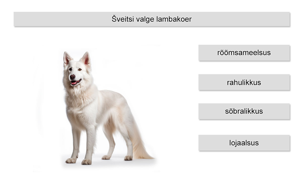 Šveitsi valge lambakoera eriomadused